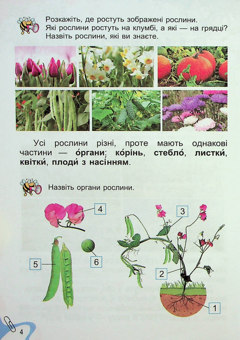 Я досліджую світ. Підручник. 1 клас. Частина 2